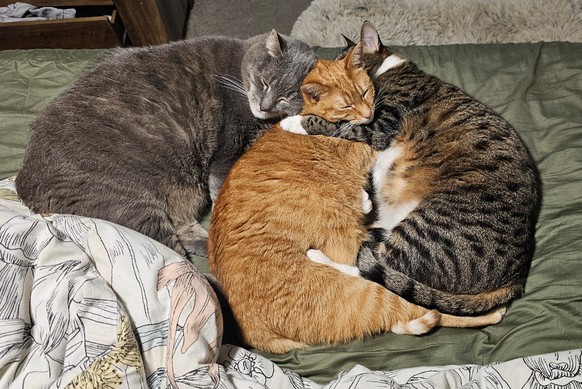 cute news tier katze

https://www.reddit.com/r/cats/comments/1ffkxtq/guys_this_is_how_i_found_them_im_not_crying/