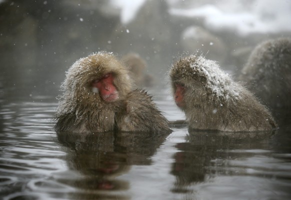Im Winter hocken die Affen freiwillig in die heissen Quellen. Damit sie es auch immer Sommer tun, wird Futter ins Wasser geworfen.&nbsp;