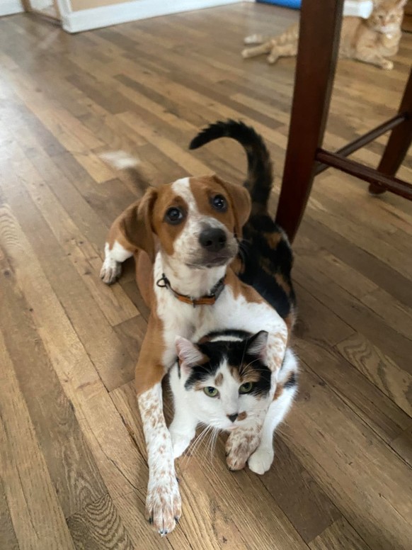 cute news tier hund katze

https://www.reddit.com/r/CatsWithDogs/comments/1ureo1q/bestie_girls/