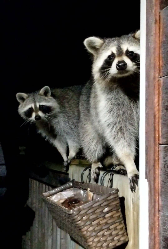 cute news tier waschbären raccoon

https://www.reddit.com/r/Raccoons/comments/10uqacb/visitors_at_work/