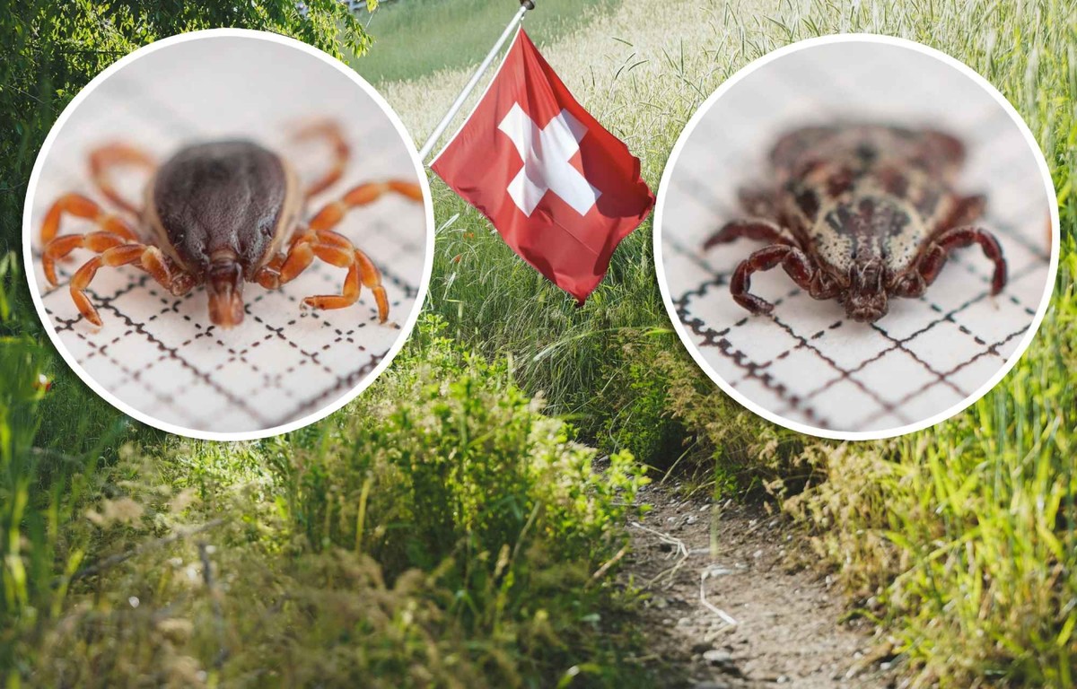 Nouvelles espèces de tiques en Suisse: toute la population à risque