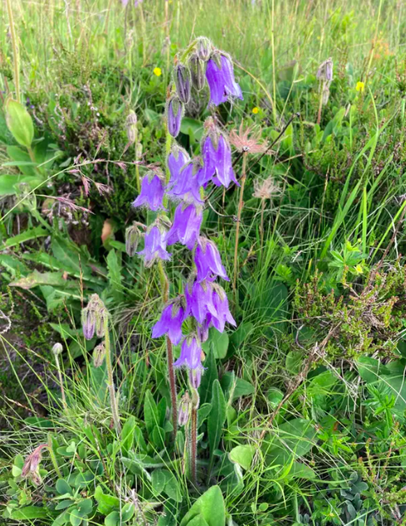Die Bärtige Glockenblume.