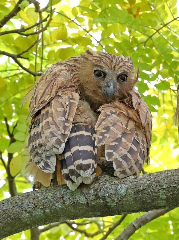 cute news tier vogel eule

https://www.reddit.com/r/Owls/comments/1auxafd/how_sweet_owl/