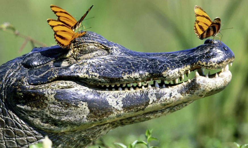 Cute News: Alligator mit Schmetterlingen