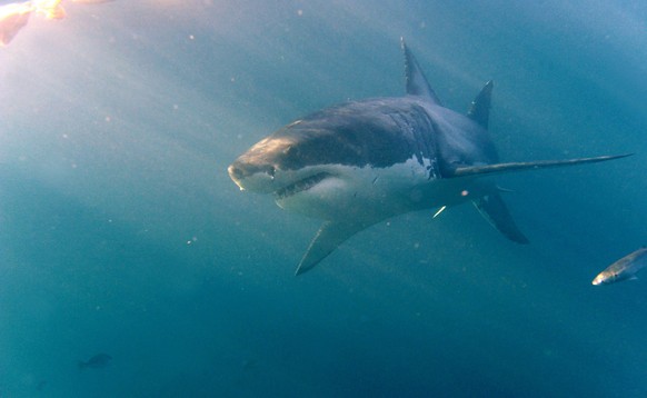 Archivbild eines Weissen Hais.