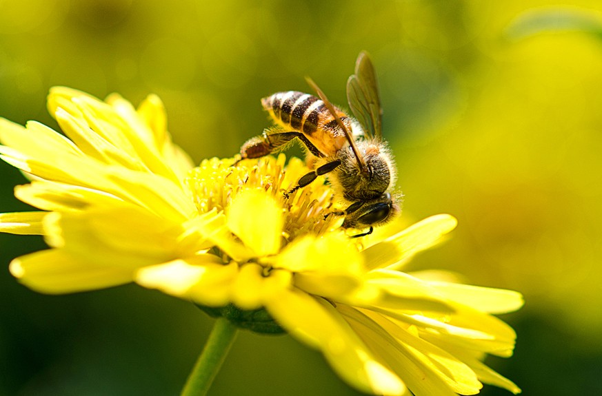 Mehrere Studien geben Hinweise, dass Neonikotionoide für Honigbienen hochgefährlich sein könnten.&nbsp;