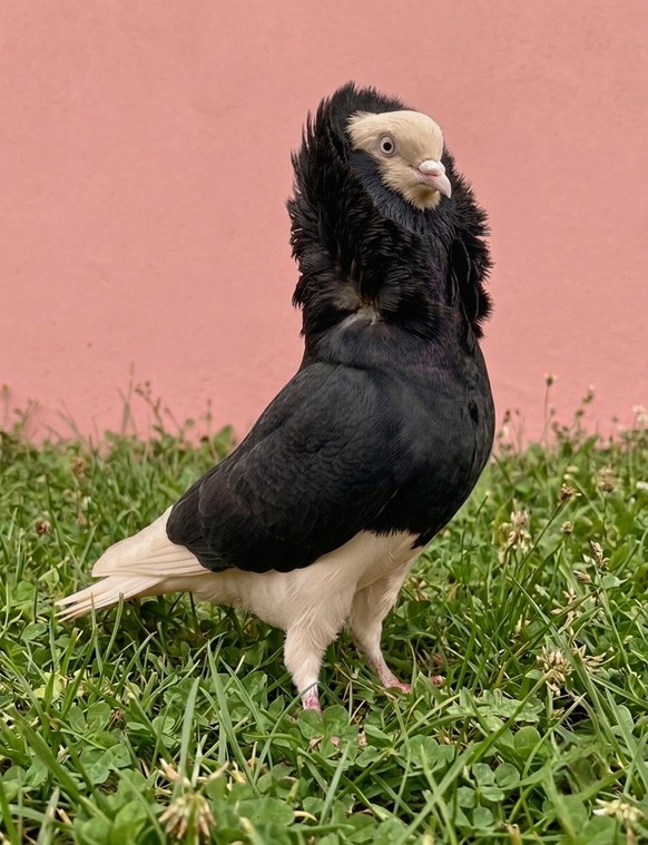Perückentaube

https://www.reddit.com/r/pigeon/comments/1uoco2u/natures_builtin_hoodie/