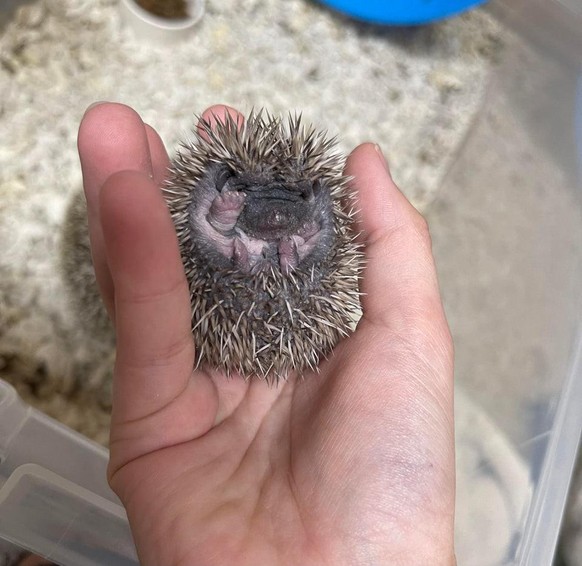 cute news igel animals tiere

https://www.reddit.com/r/AnimalsBeingDerps/comments/pu9vu3/ever_seen_weekold_hedgehogs/