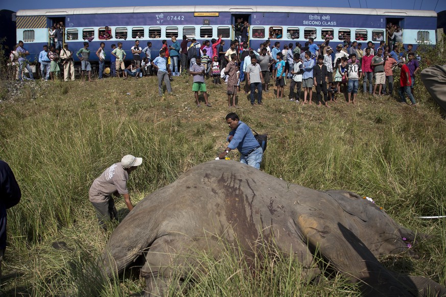 A passenger train passes as Indian vets measure the carcass of two endangered Asian elephants that were hit and killed by a passenger train near a railway track in Thakur Kuchi village on the outskirt ...