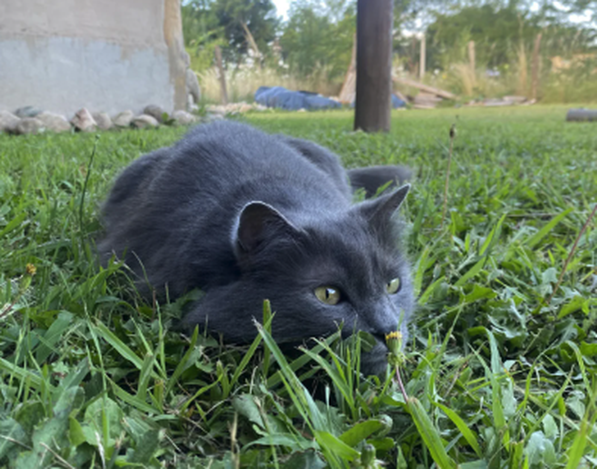Grauschwarze Katze in Wiese.

https://www.reddit.com/r/cuteanimals/s/yxfWg1HZ1A