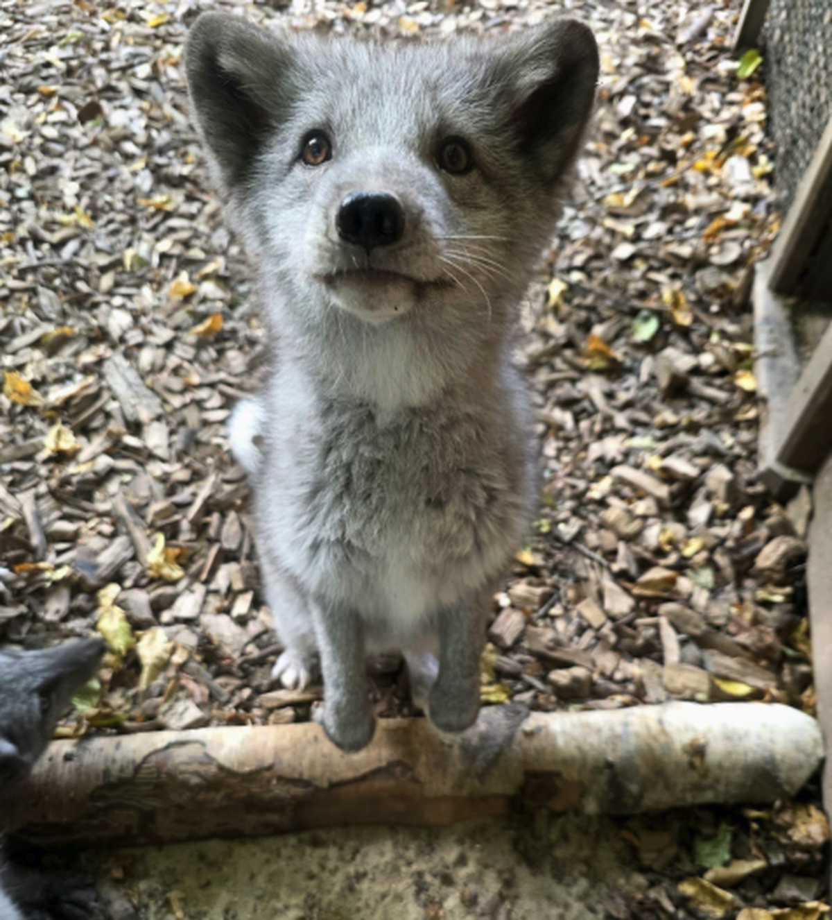 Wolf?

https://www.instagram.com/p/DeOrqDEijAo/?utm_source=ig_web_copy_link&amp;rpxt=NTc4MTIwNjQ2YQ==