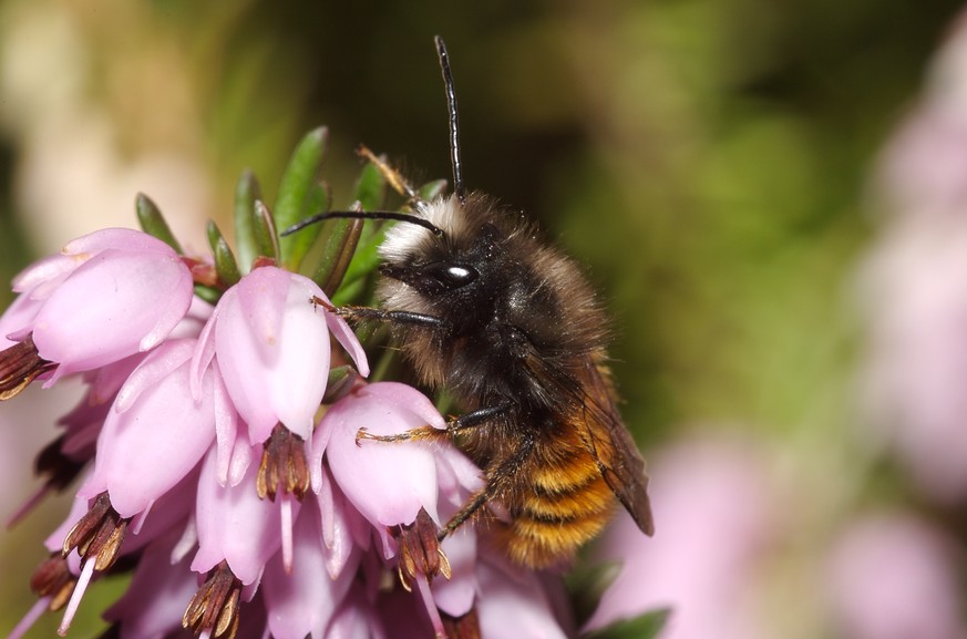 Wildbienen