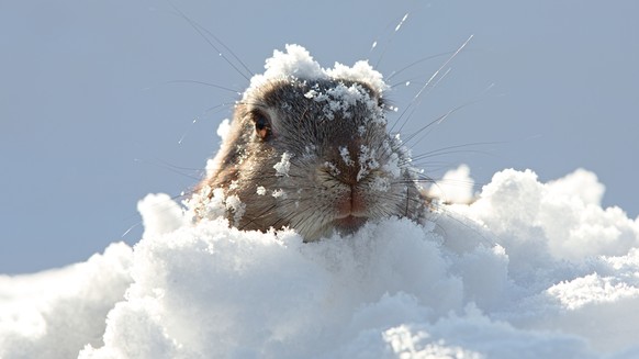 Murmeltier schnee