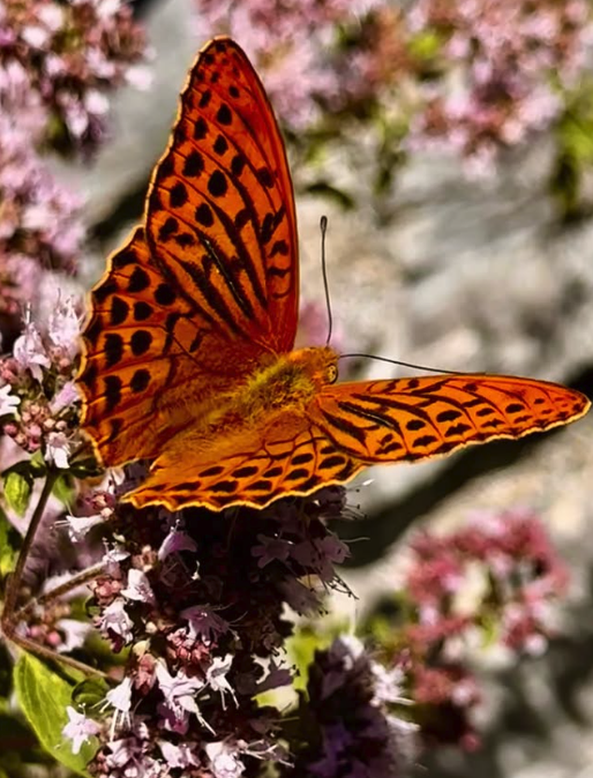 Schmetterling

https://www.instagram.com/p/Dahvq5hIfRK/