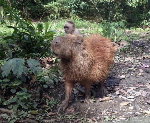 cute news tier capybara affe

https://www.reddit.com/r/capybara/comments/ywj8cl/apparently_monkeys_like_to_ride_capybaras/