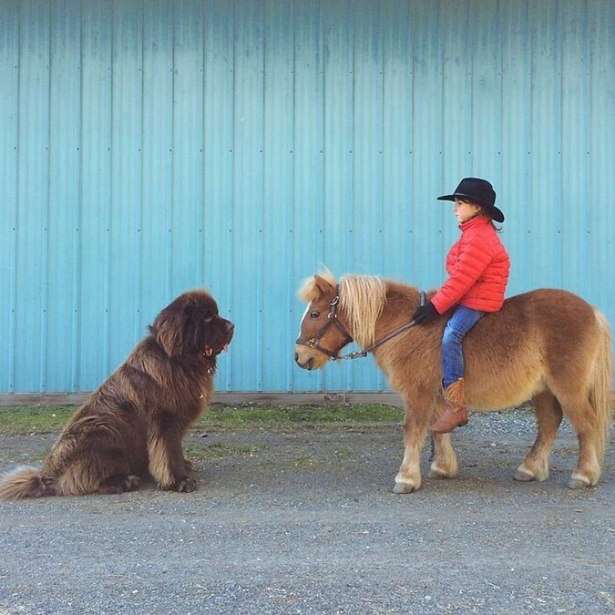 cute news animal tier hund dog

https://www.boredpanda.com/giant-dog-breeds/?utm_source=google&amp;utm_medium=organic&amp;utm_campaign=organic