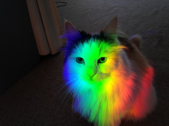 Regenbogenkatze
http://imgur.com/gallery/kmS1m