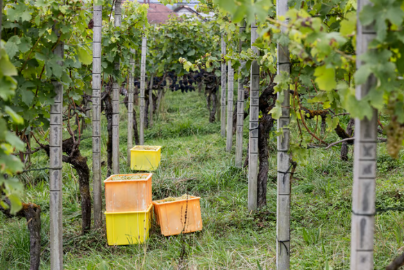 Die Direktzahlungen für den Schweizer Weinbau sind in den vergangenen Jahren massiv gestiegen.