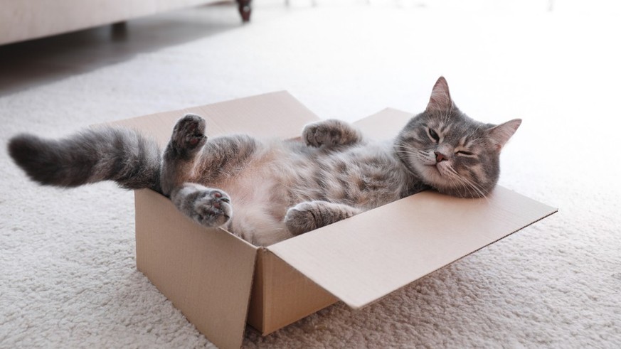 Cats love boxes – here’s why