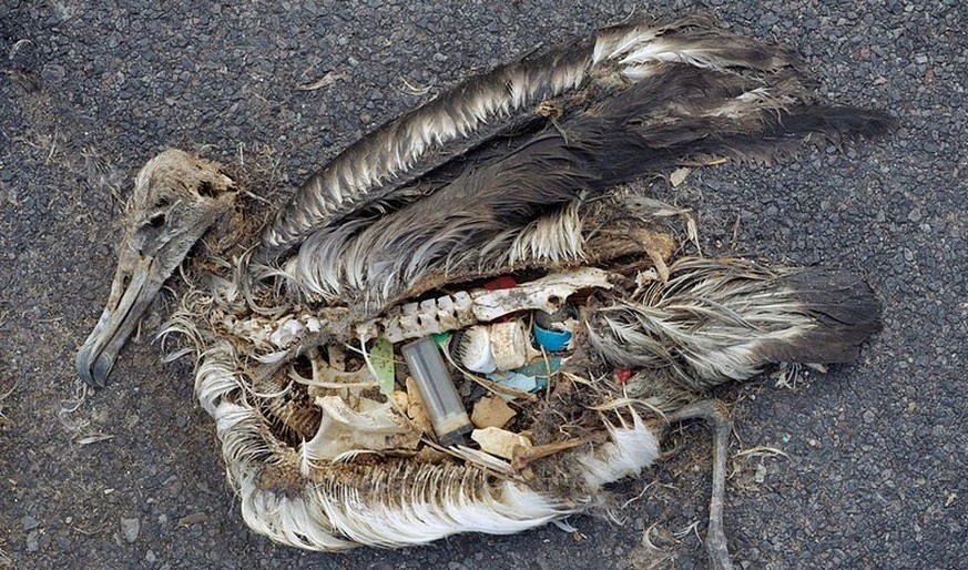 Kunststoff für Futter gehalten: Ein verendeter Albatross am Strand gibt einen Blick auf seinen Mageninhalt preis.<br data-editable="remove">