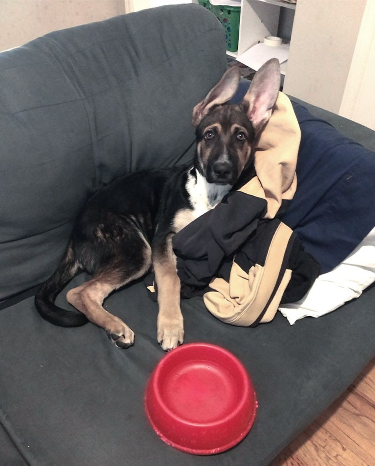 cute news tier mit grossen ohren hund

https://www.reddit.com/r/AnimalsBeingDerps/comments/asvdpj/do_derpy_ears_count/