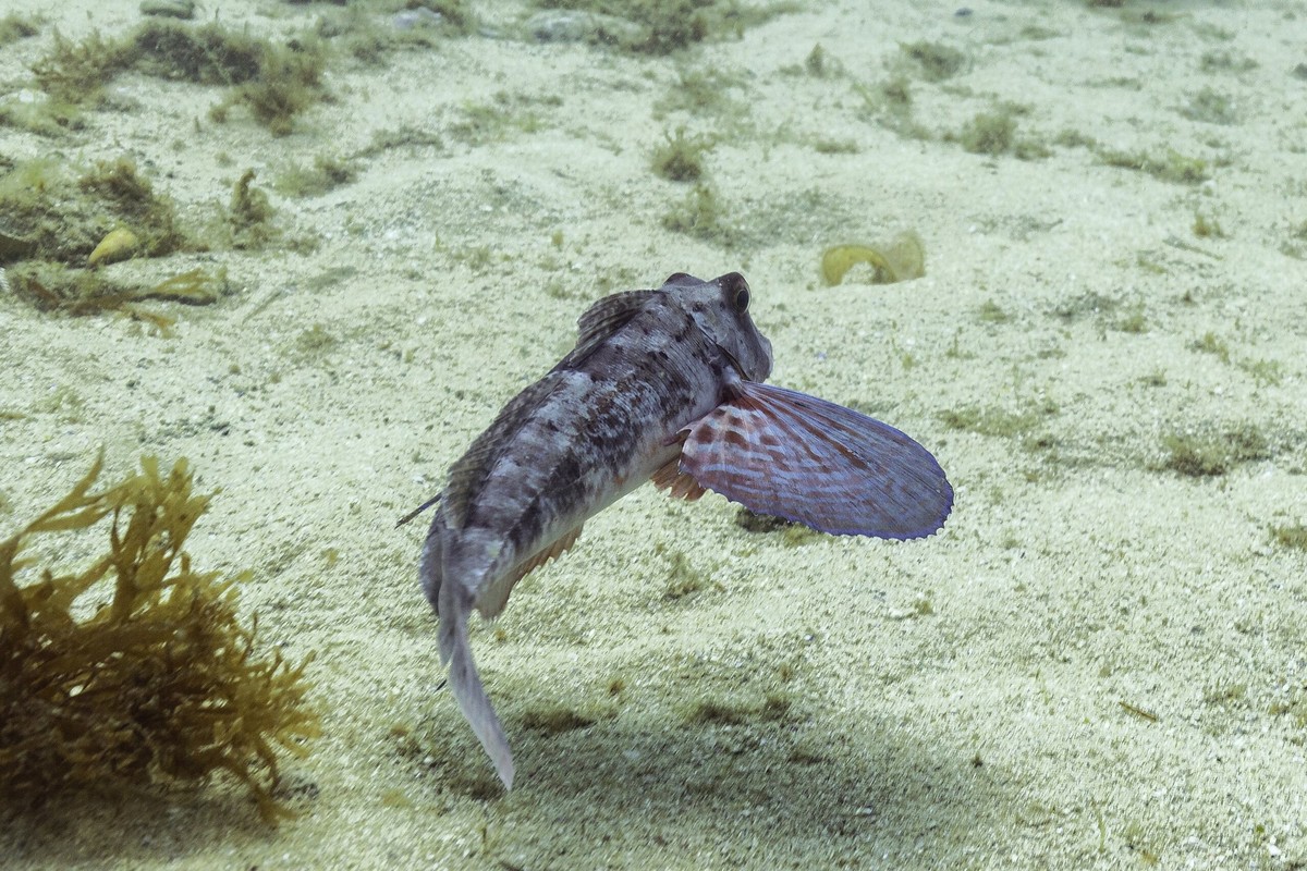 Chelidonichthys spinosus 
Roter Stachelknurrhahn
Spiny red gurnard