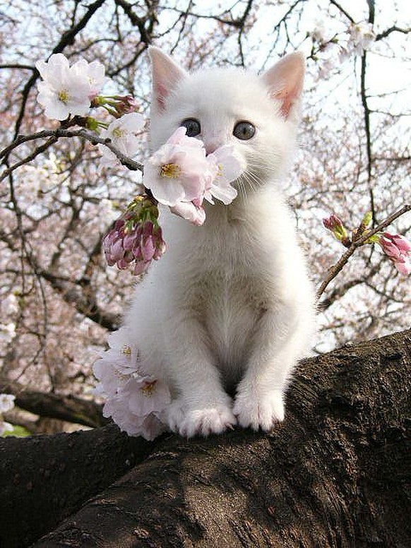 Katze riecht an Blume

https://www.pinterest.com/pin/282882420324730024/