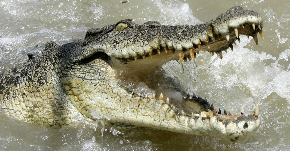 A large saltwater crocodile shows aggression as a boat passes by on the Adelaide river 60 kilometers (35 miles) from Darwin in Australia's Northern Territory, Saturday, Oct. 15, 2005. Crocodiles  ...