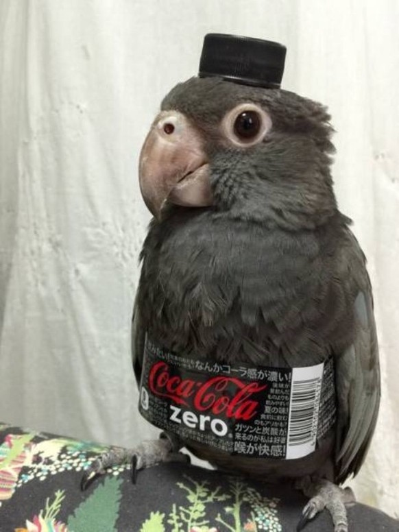 Coca Cola Zero
https://imgur.com/gallery/w0a0w