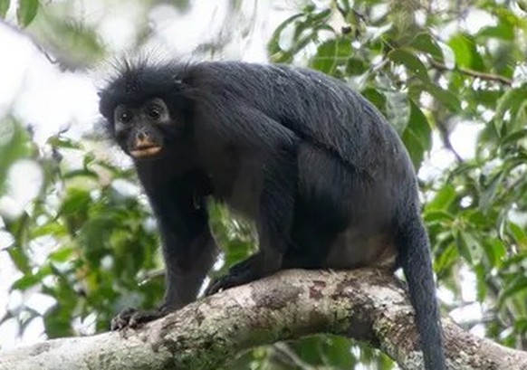 likweli (Colobus congoensis)