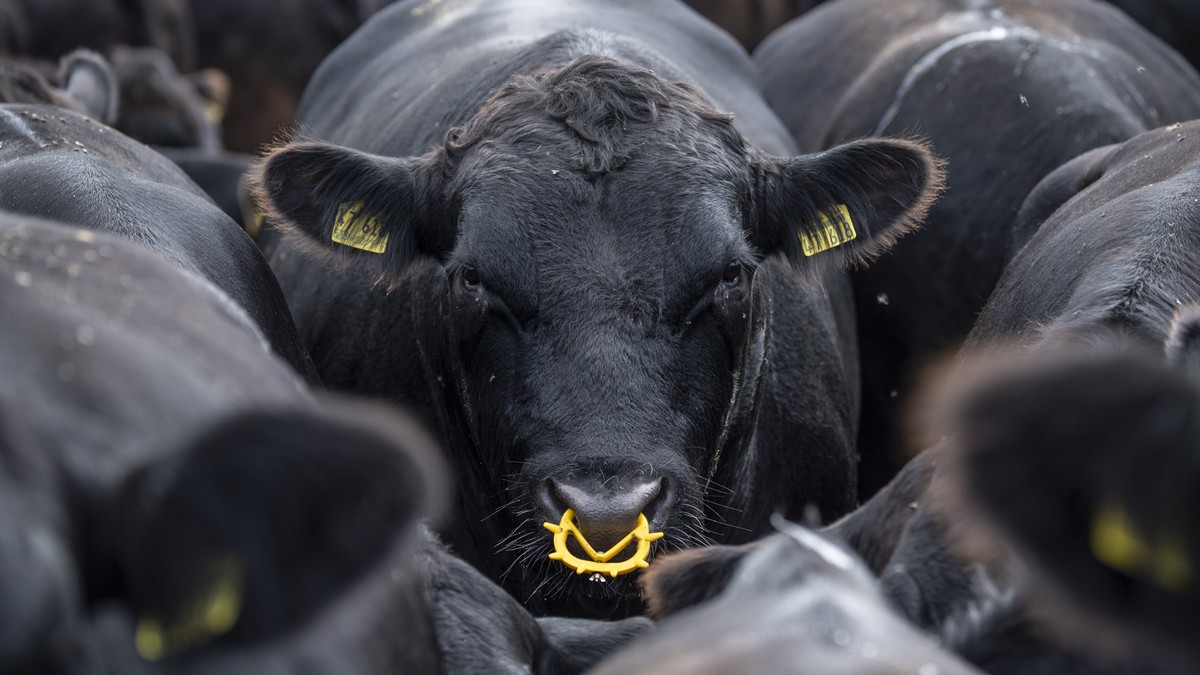 20.08.2020, Hessen, Anspach: Dicht an dicht stehen Angus-Rinder bei Temperaturen von 30 Grad auf ihrer Weide im Taunus. In den kommenden Tagen soll das Wetter bei sinkenden Temperaturen zunehmend wech ...