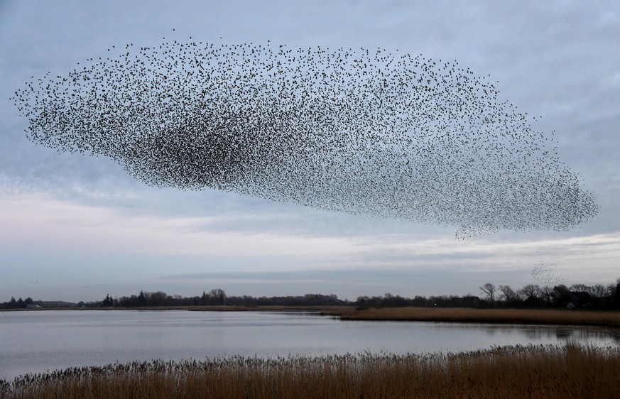 28.03.2019, Schleswig-Holstein, Aventoft/Højer: Tausende von Staren fliegen in einem Schwarm über die Wiesen am Ruttebüller See im deutsch-dänischen Grenzebiet. Alljährlich locken riesige Starenschwär ...