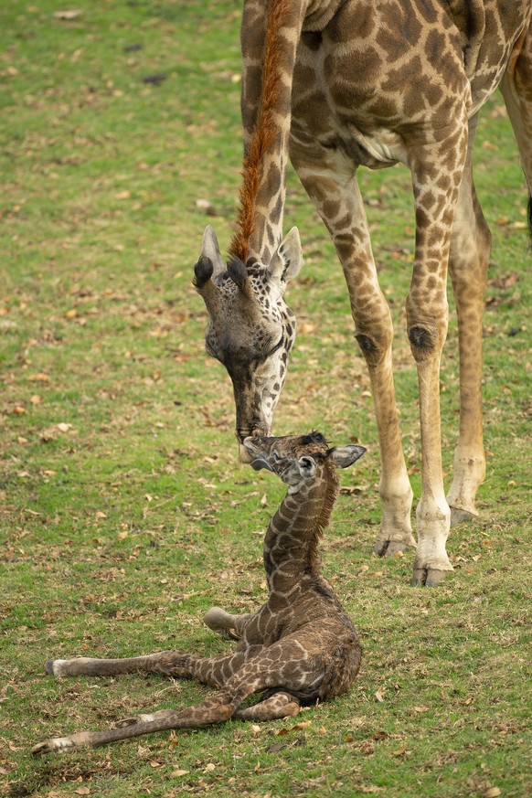 This undated photo provided by San Diego Zoo Wildlife Alliance shows a 2-day-old male Masai giraffe calf born at the San Diego Zoo Safari Park. &quot;Following the birth, wildlife care specialists not ...