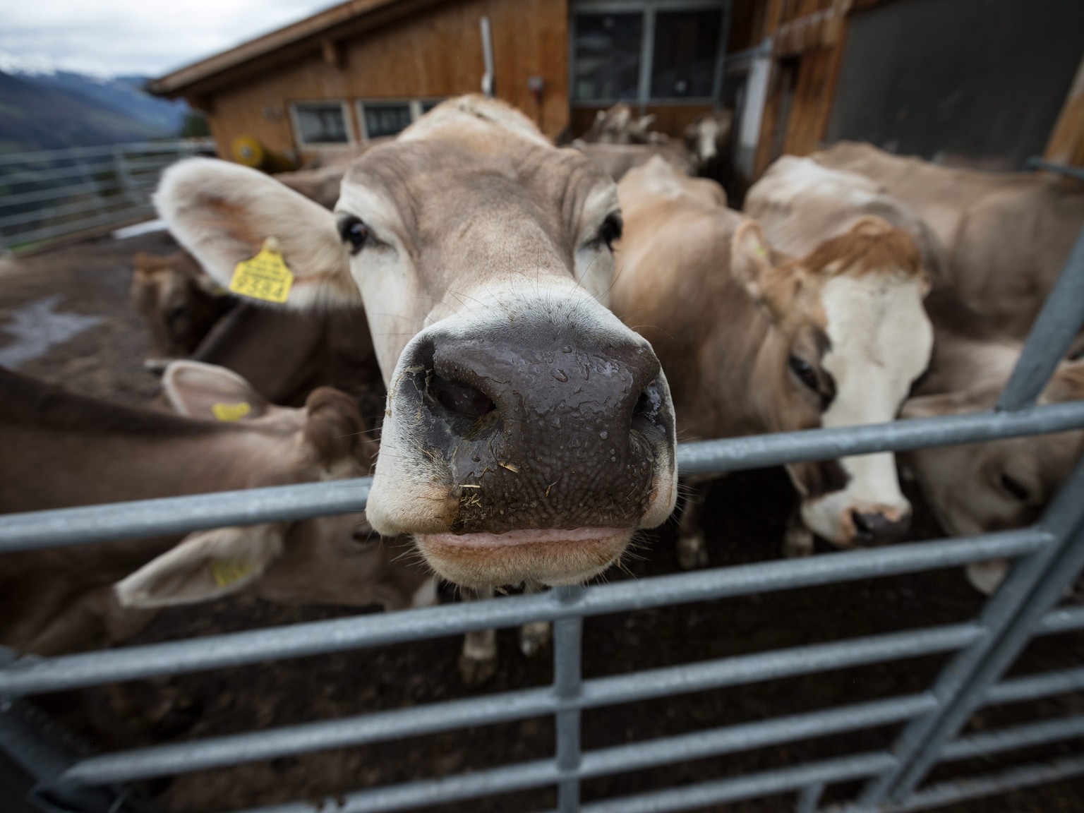Ein Rind in einem Freilaufgehege beschnuppert mit seiner feuchten Nase den Fruehling am Dienstag, 30. April 2013, im buendnerischen Schanfigg. (KEYSTONE/Arno Balzarini)