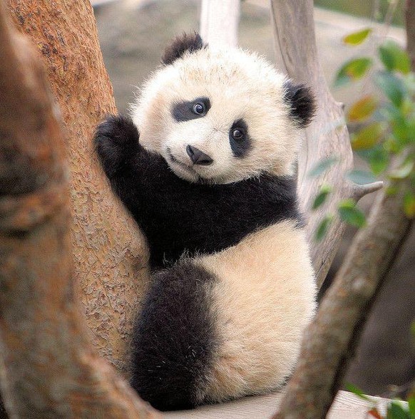 pandabär tier animal
https://www.reddit.com/r/Animal/comments/q2dr52/look_at_her_cuteness/