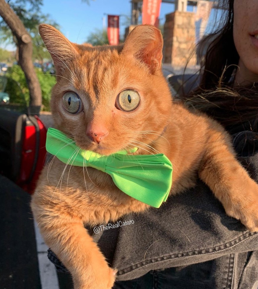 Dieser Kater hat «crazy eyes» – und mehr Instagram-Follower als du!