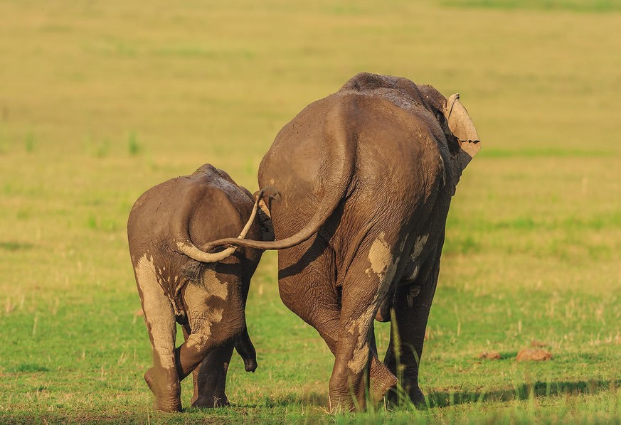 The Comedy Wildlife Photography Awards 2020
JAGDEEP RAJPUT

Title: Like mother like daughter
Description: Like mother like daughter, when their entwined tails, tell a tale.
Animal: Asian Elephant
Loca ...