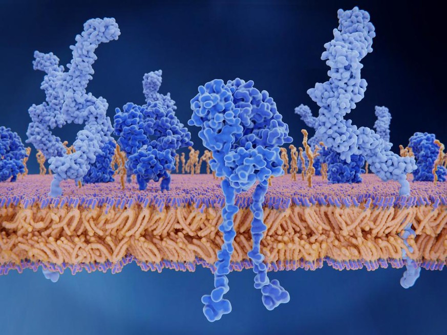 T-Zell-Rezeptoren (dunkelblau) und CD4-Moleküle (hellblau) befinden sich auf der Oberfläche von T-Zellen und aktivieren in diesen die Immunantwort auf Antigene. 