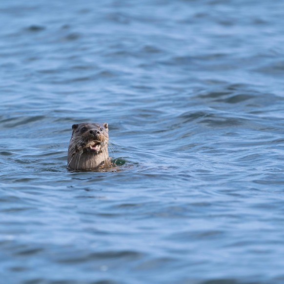 cute news tier otter

https://www.reddit.com/r/Otters/comments/12bbr29/had_to_sit_very_still_while_this_otter_decided_to/