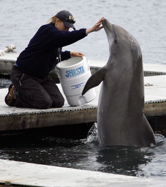 A trainer, left, touches the nose of U.S. Navy dolphin "Shasta" during a demonstration at the U.S. Navy Marine Mammal Program facility at Naval Base Point Loma in San Diego, Thursday, April  ...