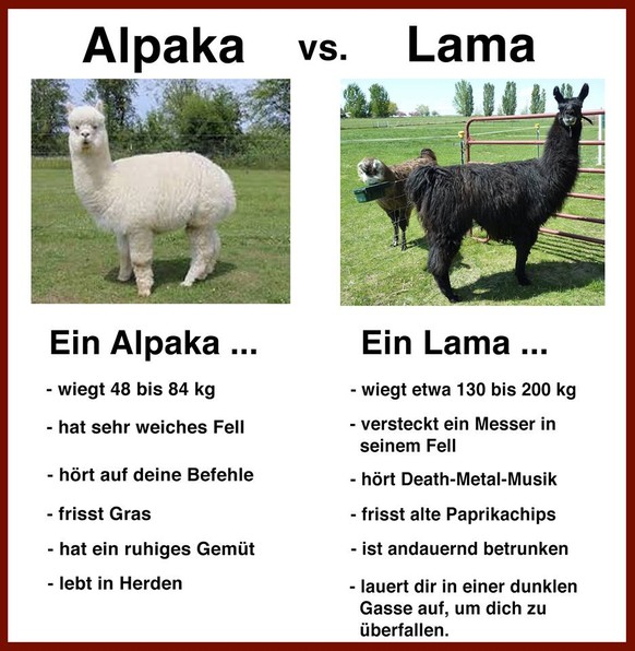 Unterschied zwischen Lamas und Alpakas?
Cute News