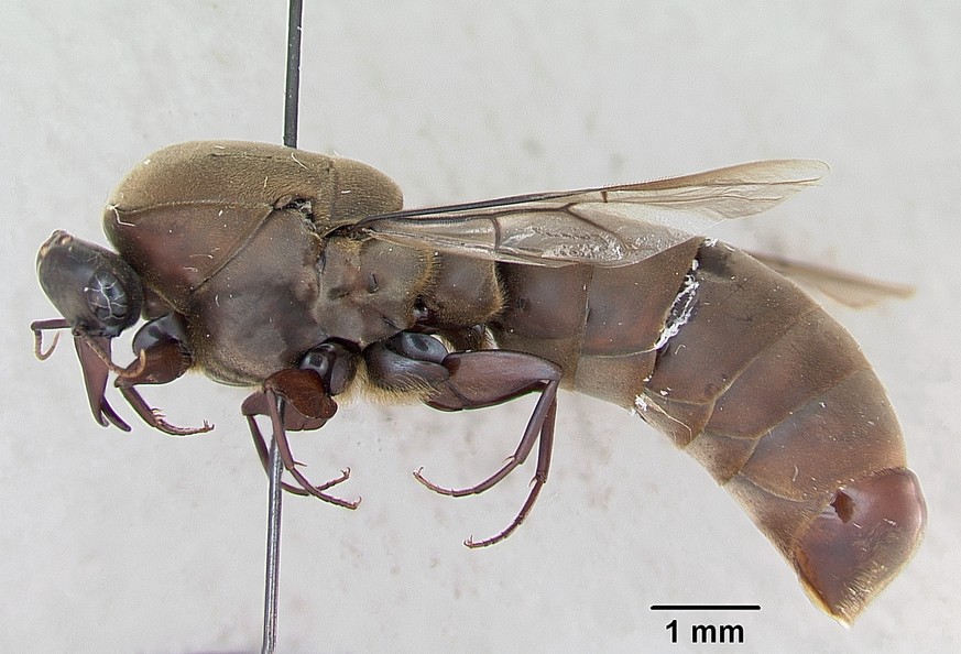 Profile view of ant Dorylus wilverthi specimen. 
https://commons.wikimedia.org/wiki/File:Dorylus_wilverthi_casent0172860_profile_1.jpg