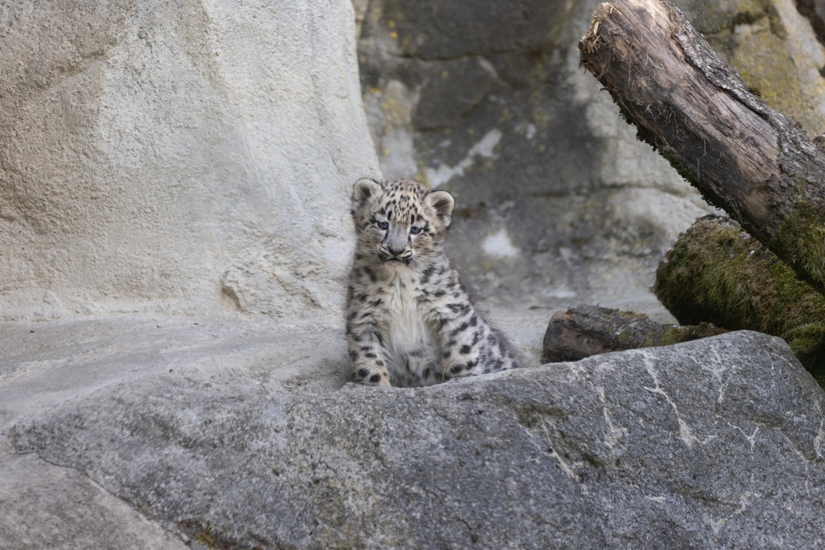 Schneeleopard Zoo Zürich
