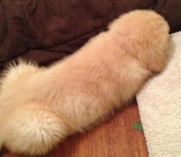 Penis-Hund