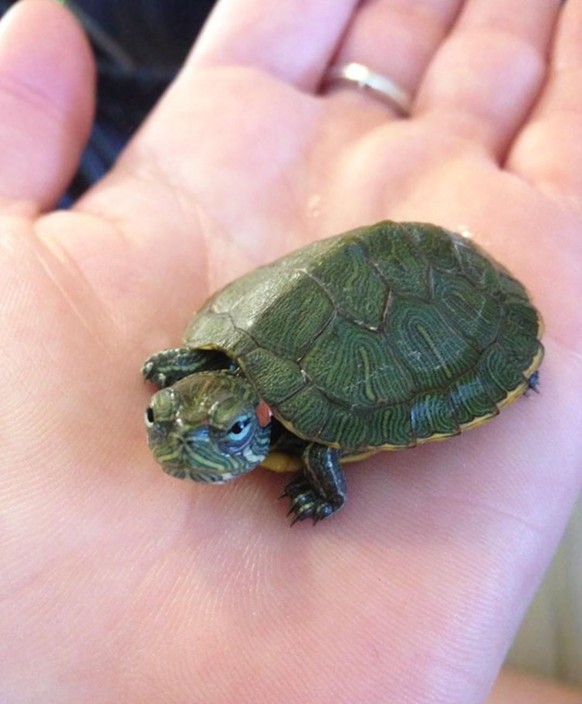 35 lustige Tierbilder und eine Neuheit als Bonus\nHier noch mein Beitrag für diese Woche zum Thema &quot;Grumpy Cuteness&quot;.