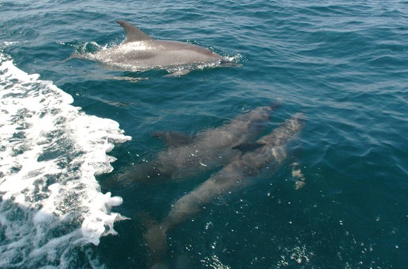In a photo taken June 18, 2009, bottlenose dolphin swim alongside a fishing boat in the Gulf of Mexico miles off the coast of Panama City, Fla. Boat captains say the marine mammals are getting increas ...