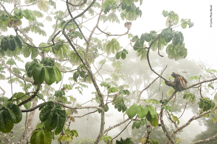 / Wildlife Photographer of the Year