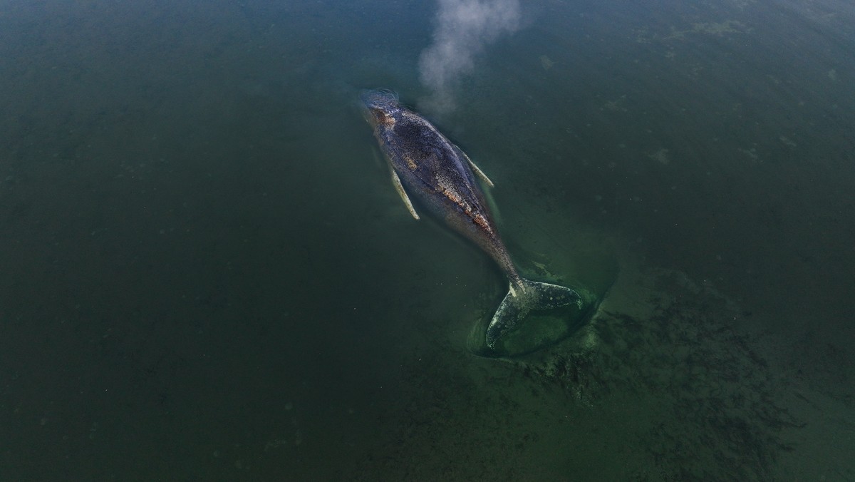 epa12865007 A handout photo made available Greenpeace press office shows a beached whale lying in the waters of the Baltic Sea at the island of Poel near Wismar, Germany, 01 April 2026. The humpback w ...
