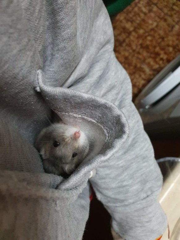 cute news animal tier hamster

https://www.reddit.com/r/hamsters/comments/sxgz28/my_hammy_salchich%C3%B3n/