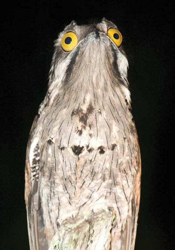 Potoo, Tagschläfer
https://imgur.com/gallery/zNIxJ